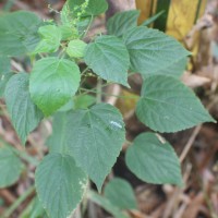 Acalypha paniculata Miq.